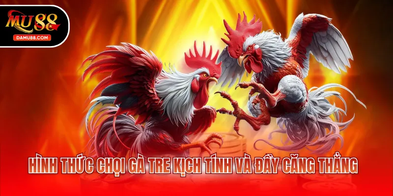 Hình thức chọi gà tre kịch tính và đầy căng thẳng