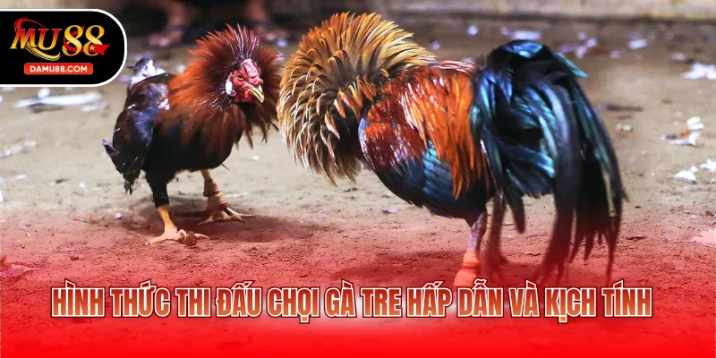 Hình thức thi đấu chọi gà tre hấp dẫn và kịch tính