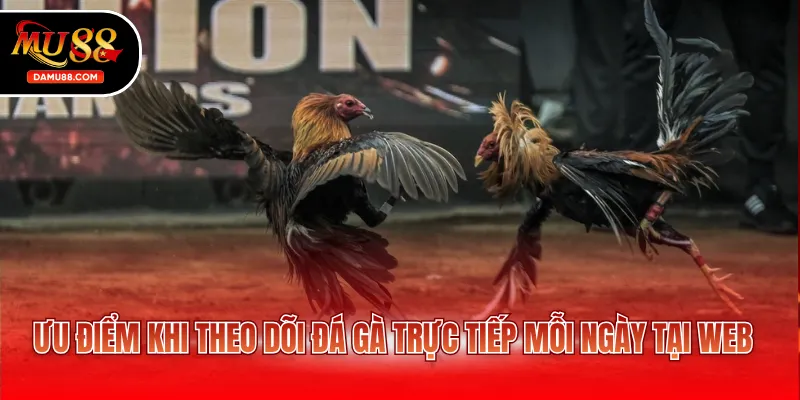 Ưu điểm khi theo dõi đá gà trực tiếp mỗi ngày tại web